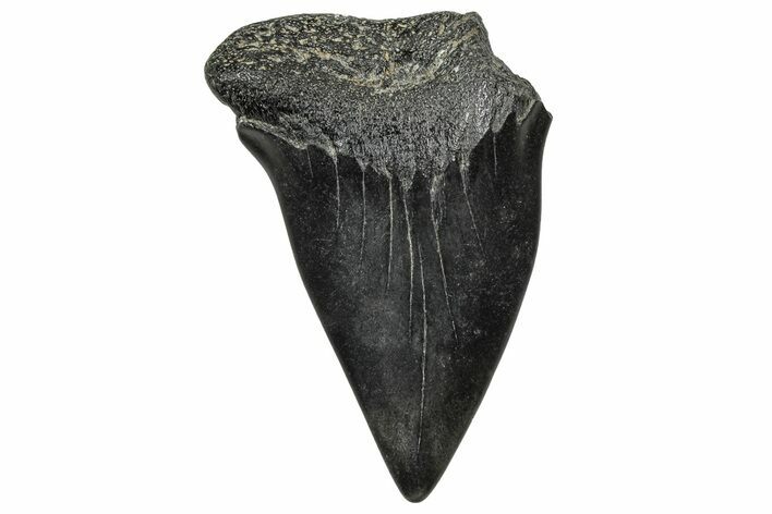 Large, Fossil Broad-Toothed Mako Tooth - South Carolina #329097